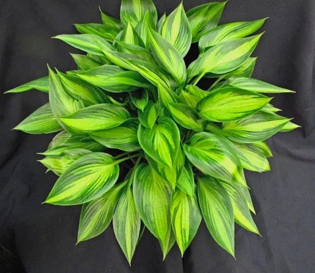 Ayesha Hosta