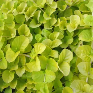 Golden Creeping Jenny | Lysimachia nummularia 'Aurea'