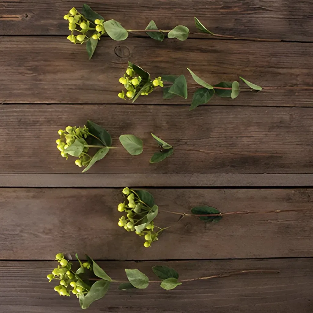 Lemon Lime Hypericum Berries
