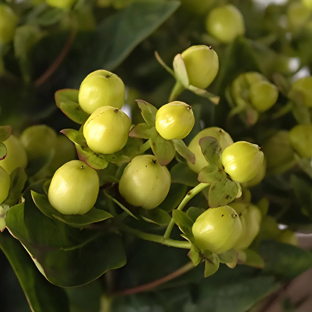 Lemon Lime Hypericum Berries