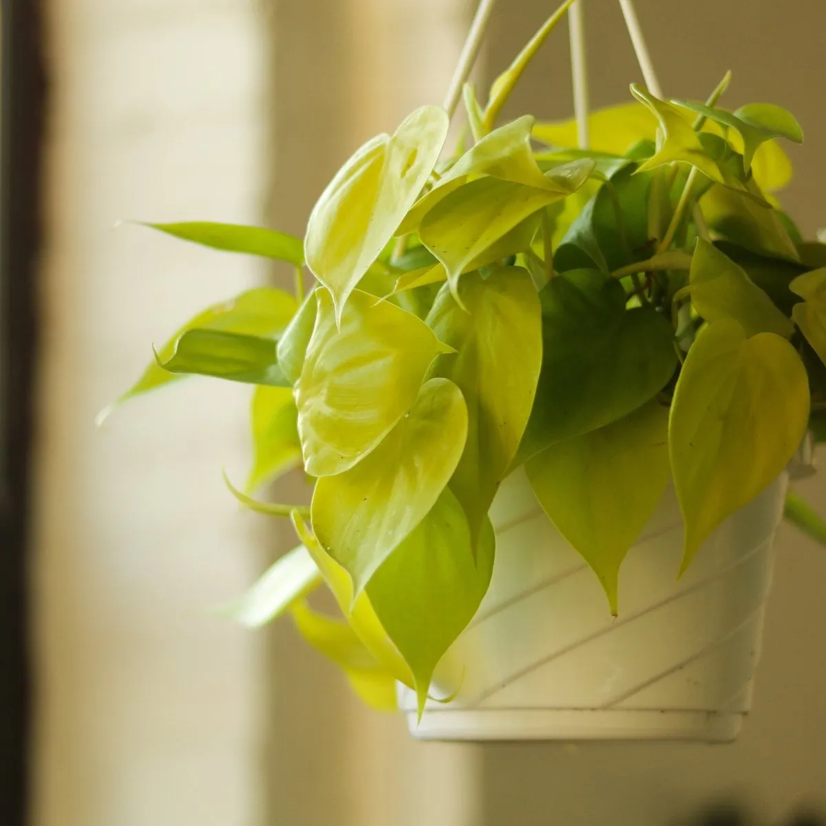 Philodendron Hederaceum Heart Leaf 'Lemon Lime' - 4.5 Inch Hanging Basket