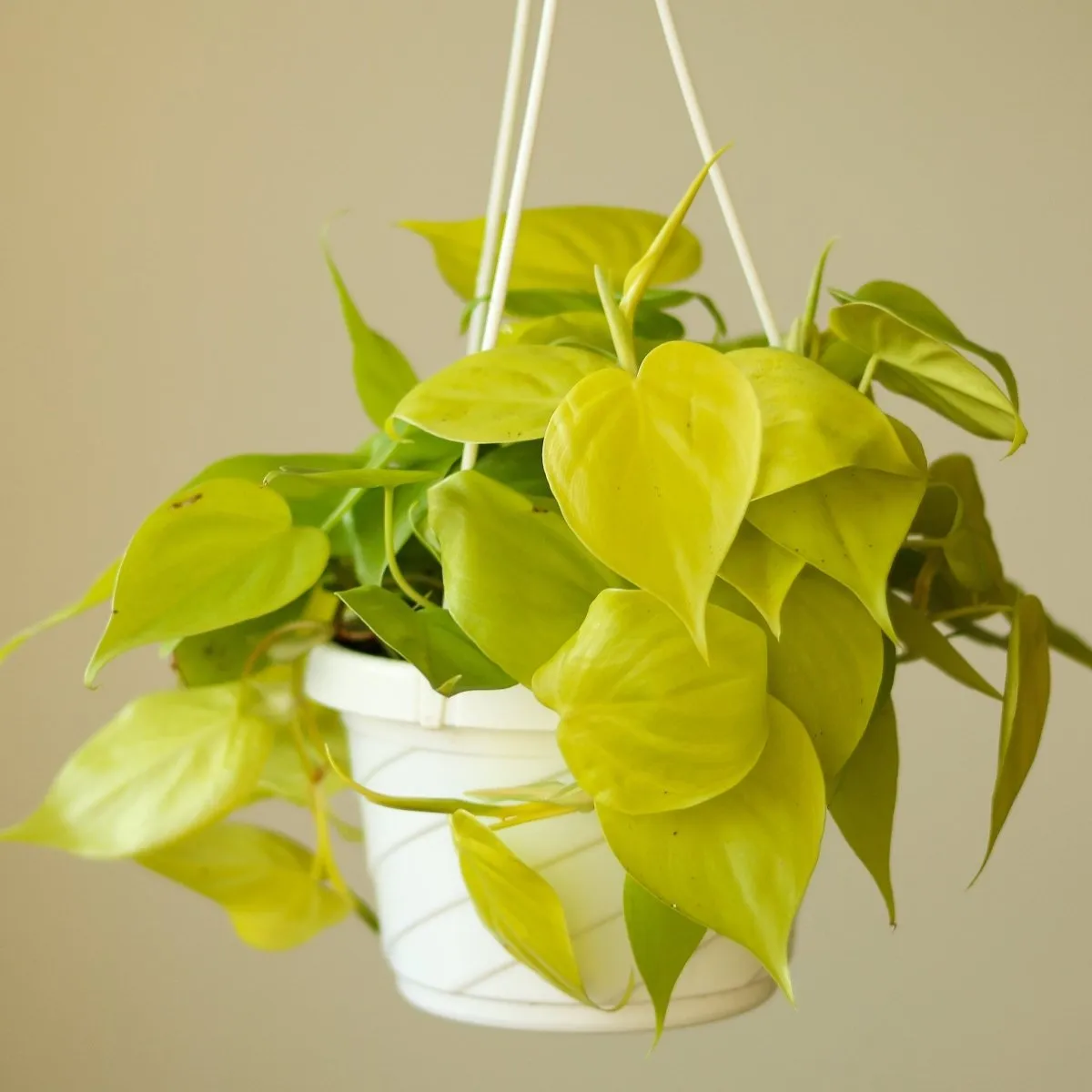 Philodendron Hederaceum Heart Leaf 'Lemon Lime' - 4.5 Inch Hanging Basket