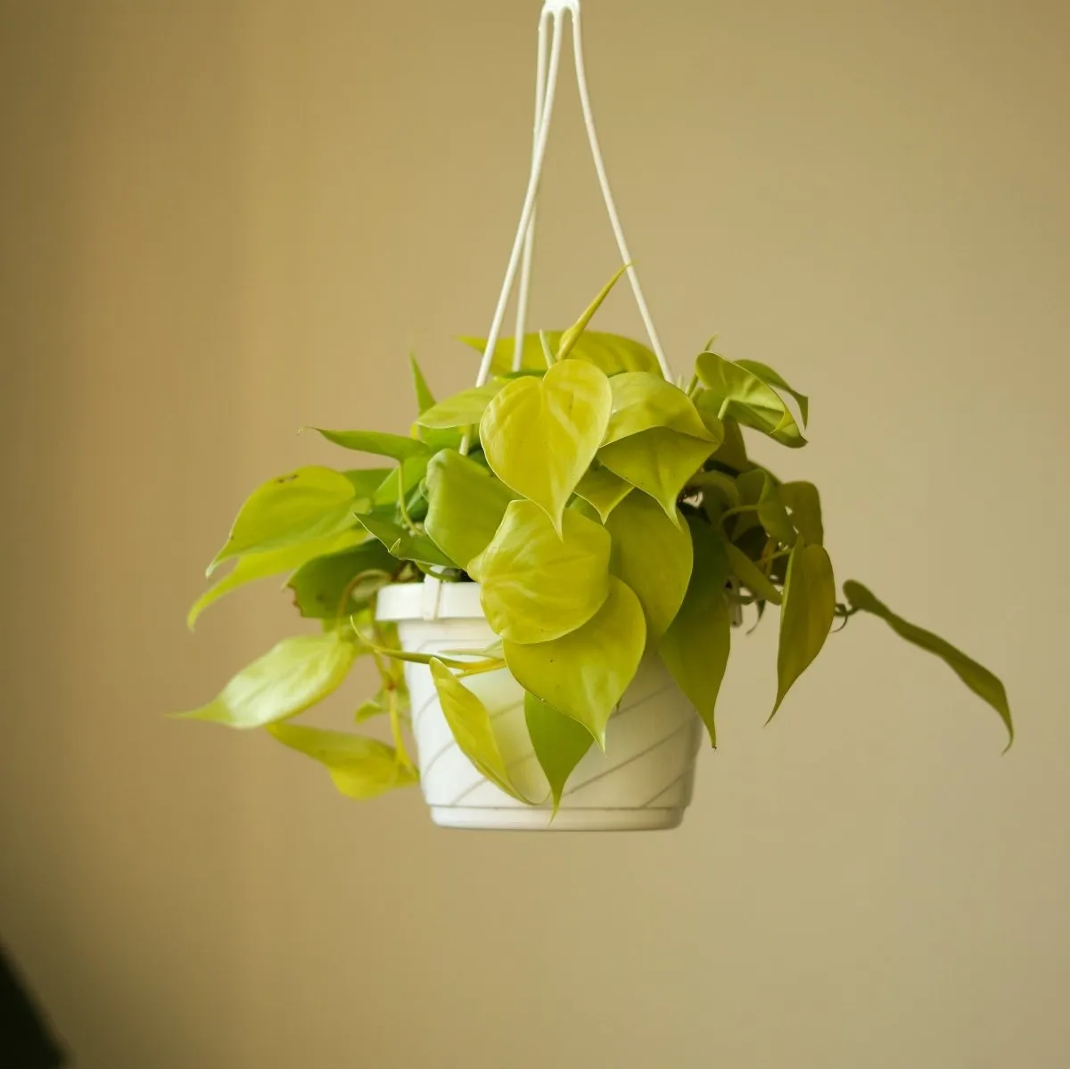 Philodendron Hederaceum Heart Leaf 'Lemon Lime' - 4.5 Inch Hanging Basket