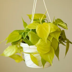 Philodendron Hederaceum Heart Leaf 'Lemon Lime' - 4.5 Inch Hanging Basket