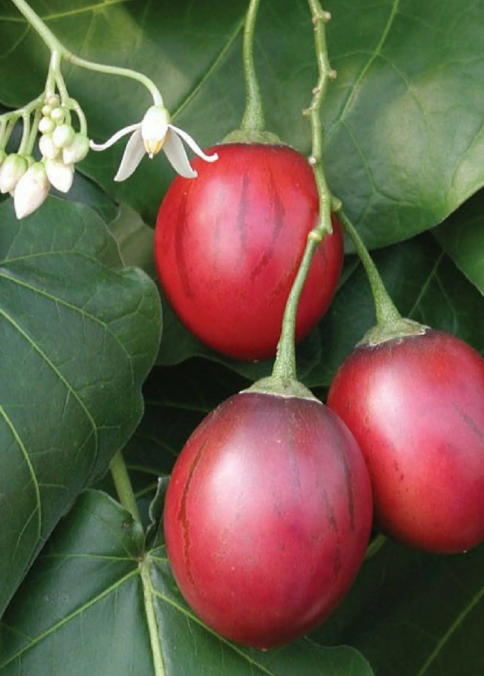 Tree Tomato Bundle: Orange   Red