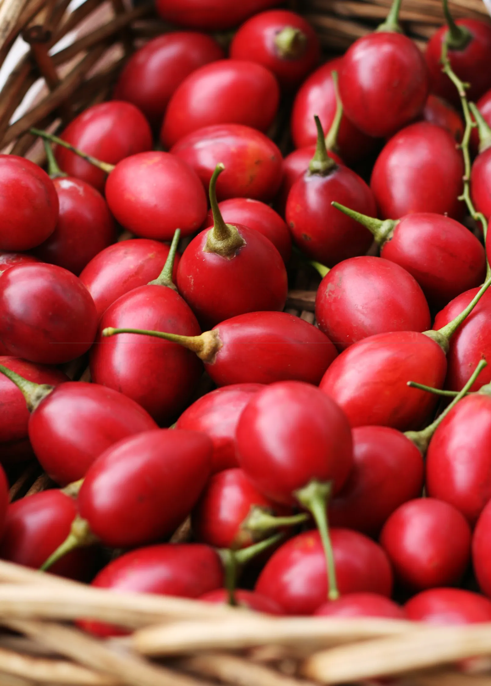 Tree Tomato Bundle: Orange   Red