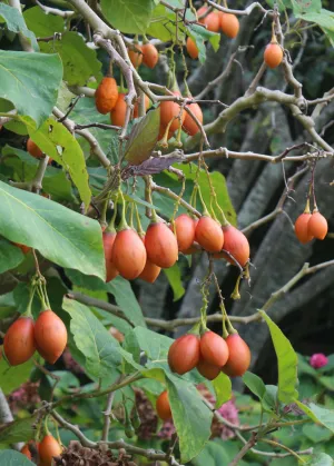 Tree Tomato Bundle: Orange   Red