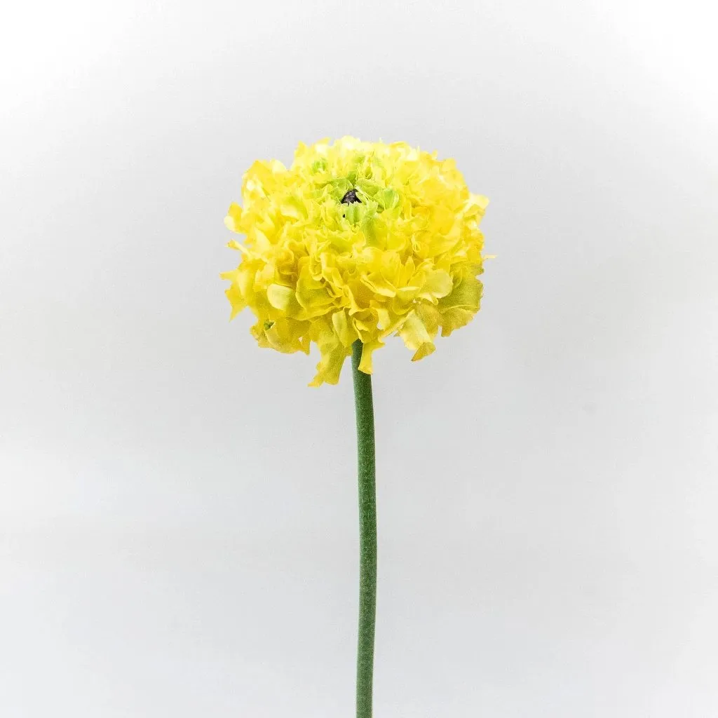 Yellow and Green Pon Pon Ranunculus