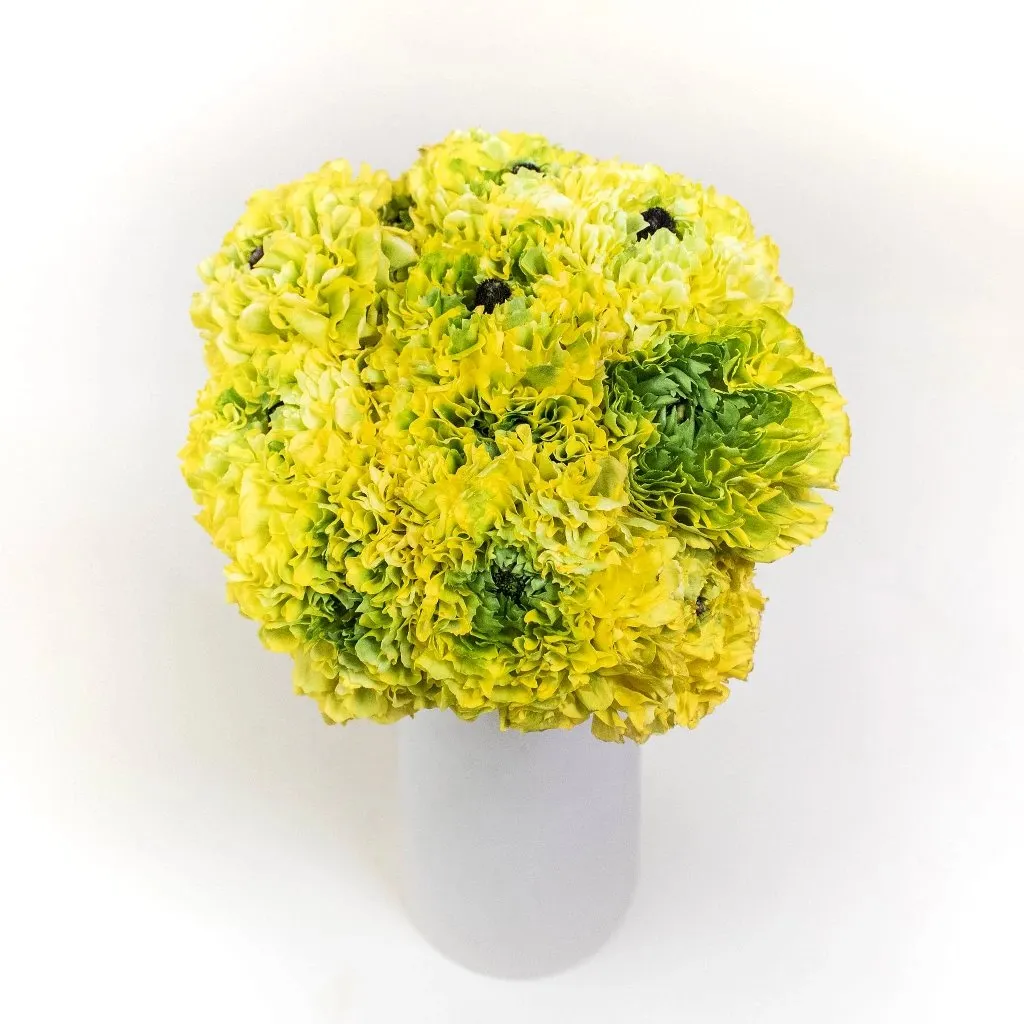 Yellow and Green Pon Pon Ranunculus