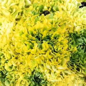 Yellow and Green Pon Pon Ranunculus